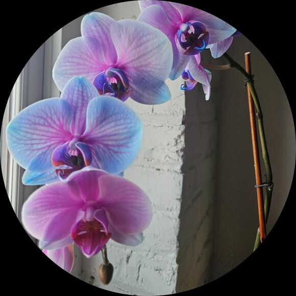 orchid11